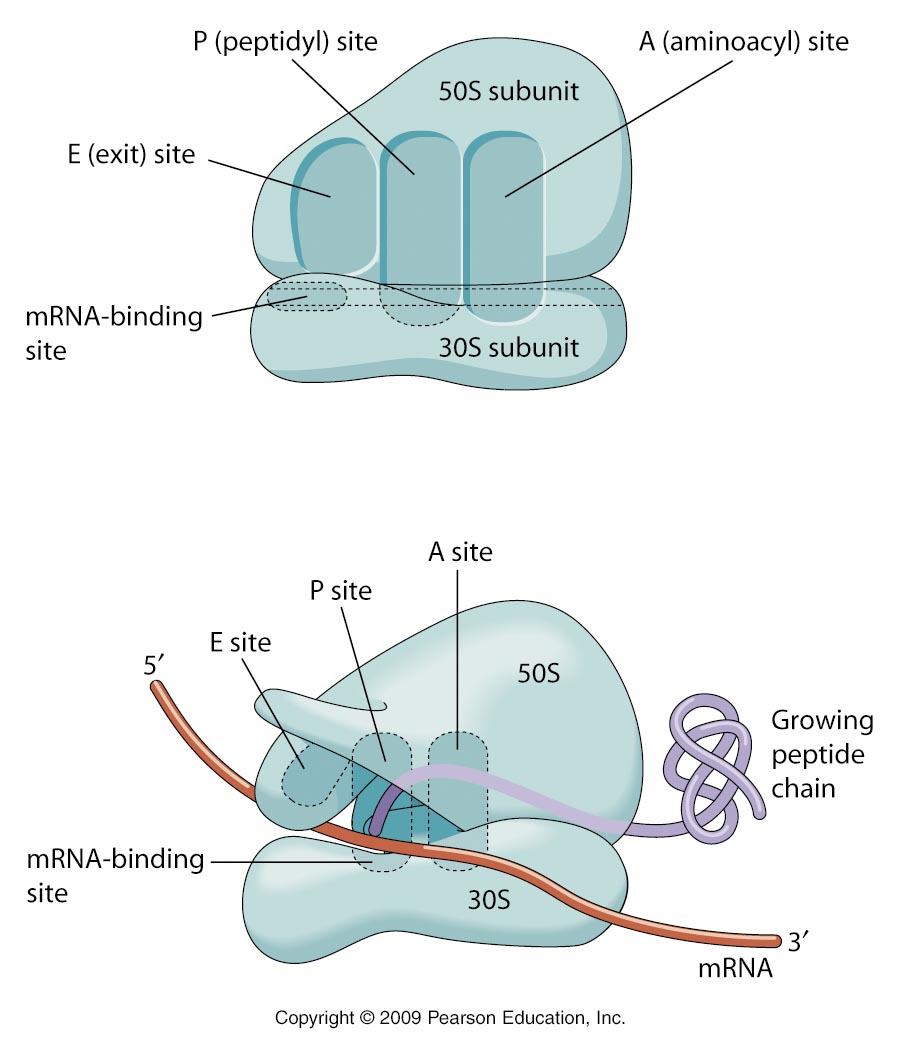 Ribosome Primary Site Of Protein Synthesis Biology Facts Molecular